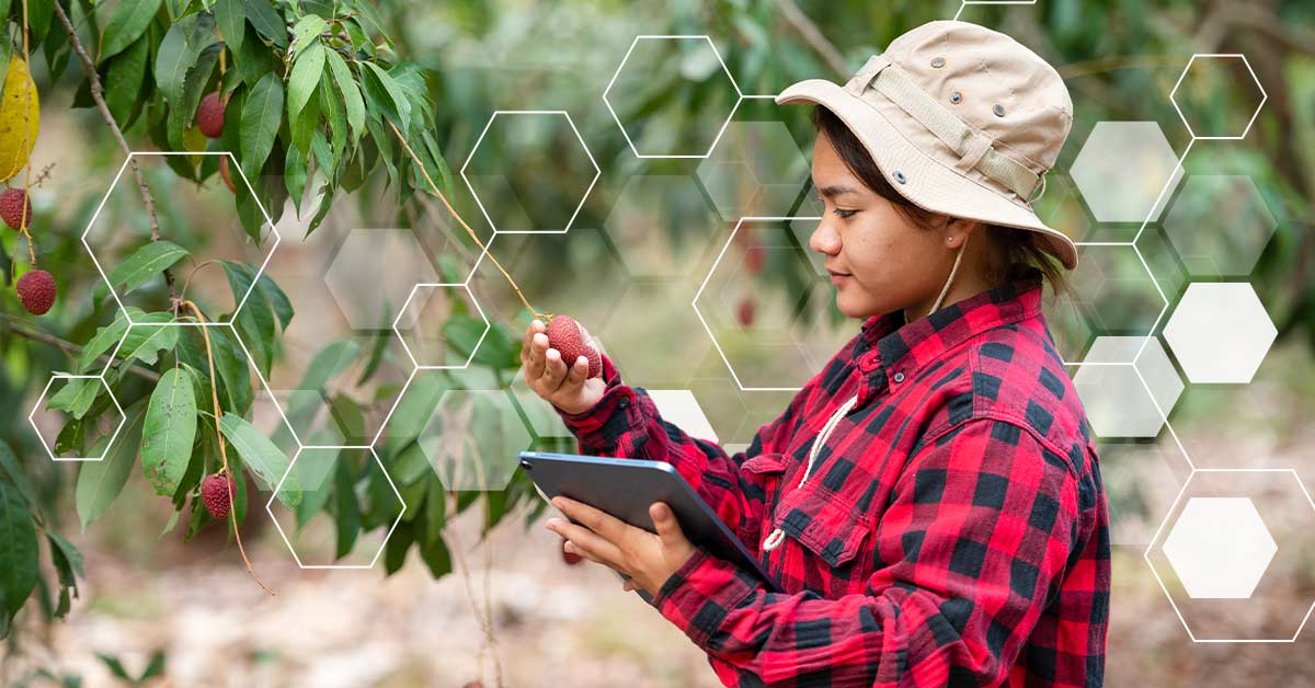 An individual assessing the state of a fig tree with a tablet in one hand and a piece of fruit in the other